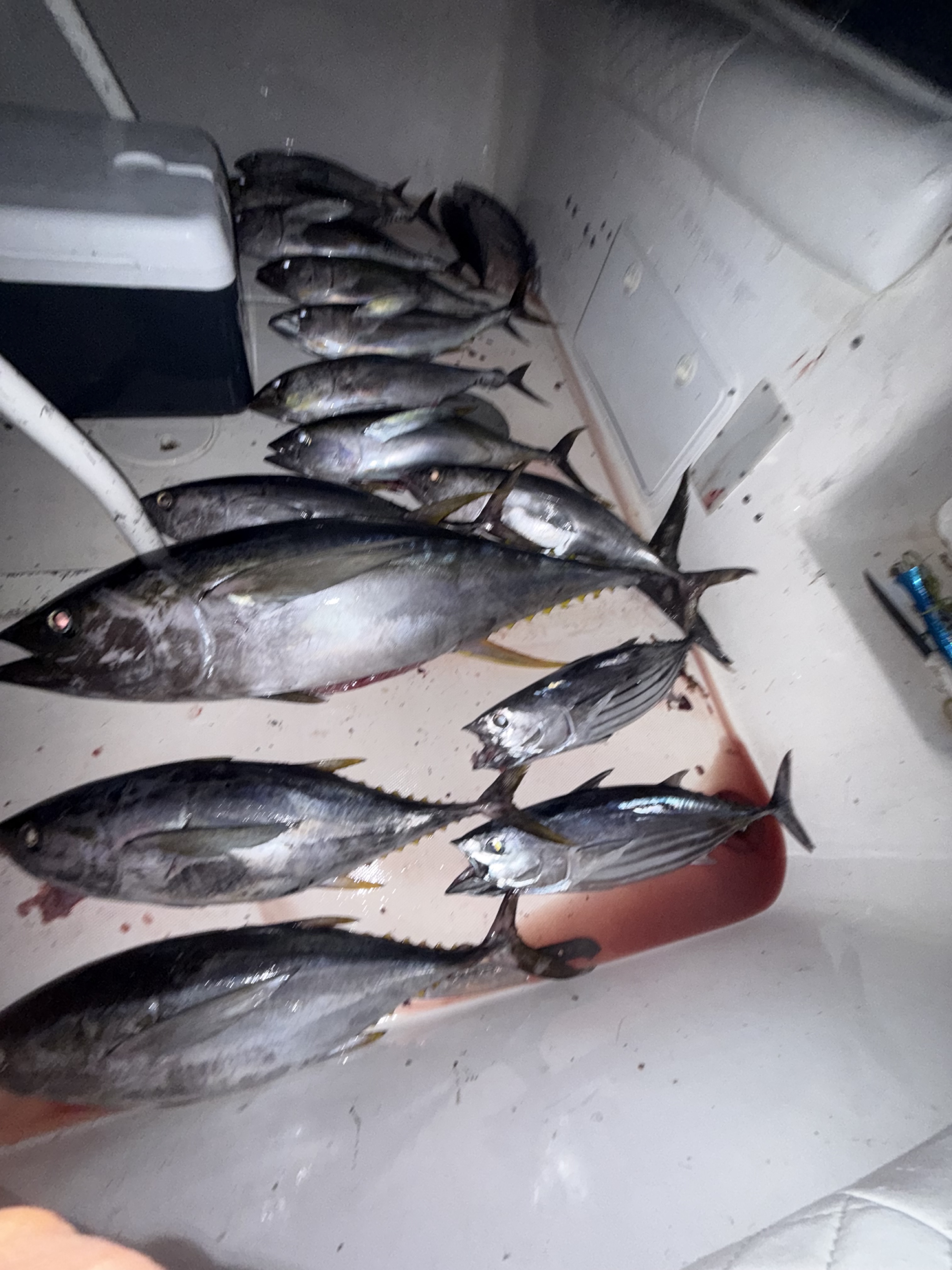 Tuna catch